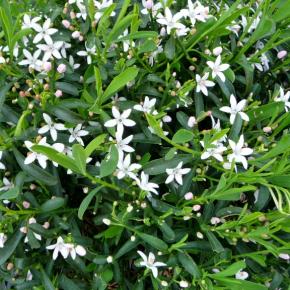 Eriostemon myoporoides - Pépinière La Forêt