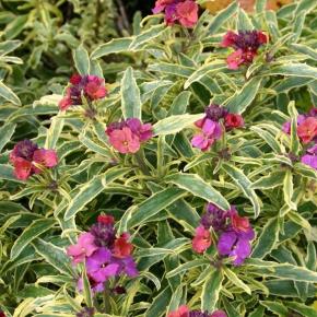 Erysimum linifolium Variegatum - Pépinière La Forêt