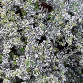 Euonymus fortunei Silver Carpet ® - Pépinière La Forêt