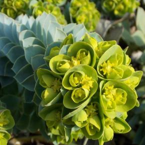 Euphorbia myrsinite - Pépinière La Forêt