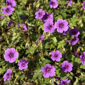 Geranium Censation Daily Purple ® - Pépinière La Forêt