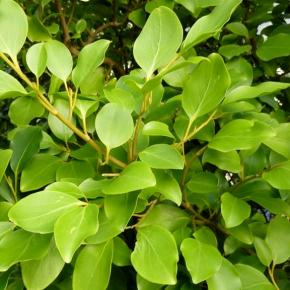 Grisellina littoralis - Pépinière La Forêt