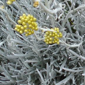 Helichrysum Icicles - Pépinière La Forêt