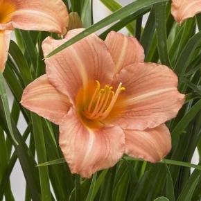 HEMEROCALLIS EveryDaylily Ping Wing ® - Pépinière La Forêt