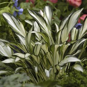 Hosta Fireworks ® - Pépinière La Forêt