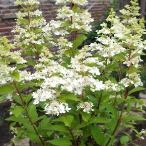 Hydrangea paniculata Confetti ® - Pépinière La Forêt