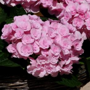 Hydrangea macrophylla You&Me ® Love ® - Pépinière La Forêt