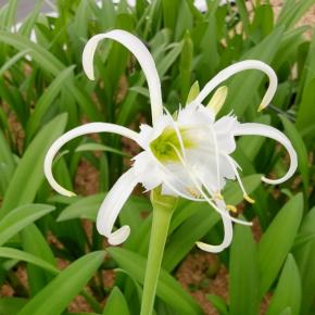 Hymenocallis x festalis - Pépinière La Forêt