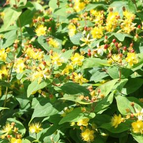 Hypericum inodorum Arcadia ® - Pépinière La Forêt