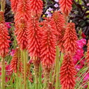 Kniphofia Redhot Popsicle ® - Pépinière La Forêt