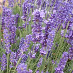 Lavandula angustifolia Anna ® - Pépinière La Forêt