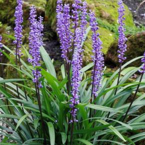 Liriope muscari Money Maker - Pépinière La Forêt