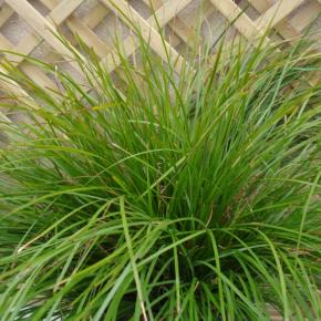 Lomandra longifolia Tanika ® - Pépinière La Forêt