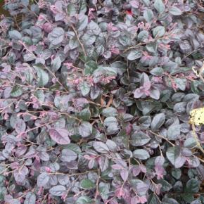 Loropetalum Black Pearl ® - Pépinière La Forêt