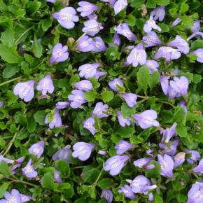 Mazus reptans Blue - Pépinière La Forêt