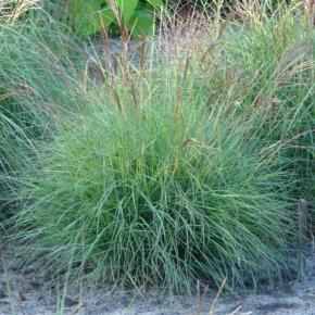 Miscanthus sinensis Cute One ® - Pépinière La Forêt