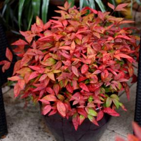 Nandina domestica Blush Pink ® - Pépinière La Forêt