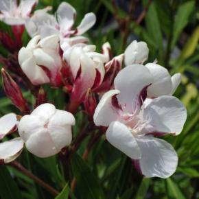 Nerium oleander Harriet Newding - Pépinière La Forêt
