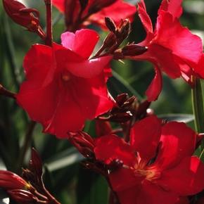 Nerium oleander Scarlet Beauty - Pépinière La Forêt