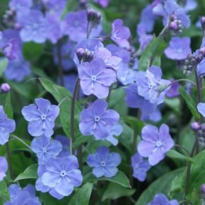 Omphalodes Cherry Ingram - Pépinière La Forêt