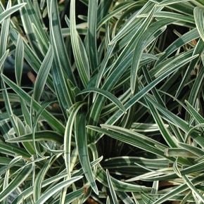 Ophiopogon jaburan vittatus - Pépinière La Forêt