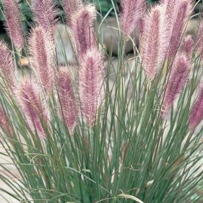 Pennisetum alopecuroïdes Red Head - Pépinière La Forêt