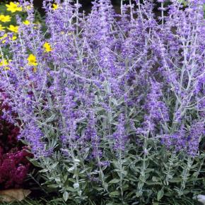 Perovskia atriplicifolia Silvery Blue ® - Pépinière La Forêt