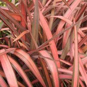 Phormium Evening Glow - Pépinière La Forêt