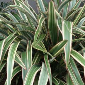 Phormium Tricolor - Pépinière La Forêt