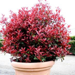 Photinia x fraseri Carré Rouge - Pépinière La Forêt