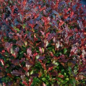 Photinia x fraseri Corallina ® - Pépinière La Forêt