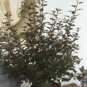 Physocarpus Little Joker ® - Pépinière La Forêt
