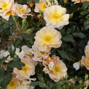 Rosier Paysager Rosa hybride Amber Sun® REKORD® - Pépinière La Forêt