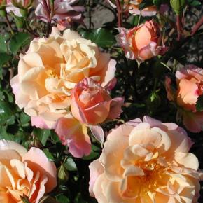 Rosier Paysager Rosa hybride Cubana® REKORD® - Pépinière La Forêt