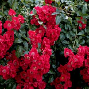 Rosier Couvre-sol Rosa hybride Sommerabend® REKORD® - Pépinière La Forêt