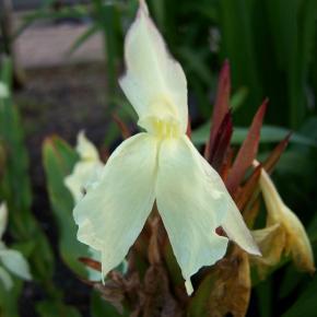 Fausse Orchidée Roscoea Beesiana - Pépinière La Forêt