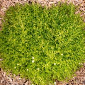 Sagine subulata Lime Moss - Pépinière La Forêt