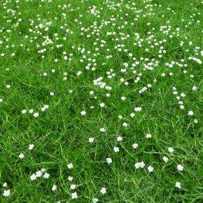 Sagine subulata Scotch Moss - Pépinière La Forêt