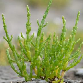 Salicorne europea - Pépinière La Forêt