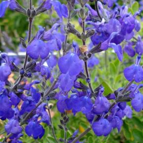 Salvia x Blue Note ® - Pépinière La Forêt