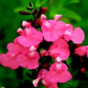 Salvia microphylla Heatwave ® Blast ® - Pépinière La Forêt