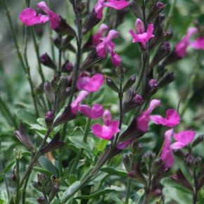 Salvia microphylla Heatwave ® Sparkle ® - Pépinière La Forêt