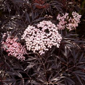 Sambucus nigra Black Lace® - Pépinière La Forêt