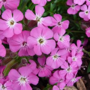 Saponaria Bressingham - Pépinière La Forêt