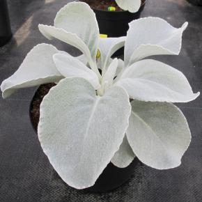 Senecio candicans Angel Wings ®  - Pépinière La Forêt