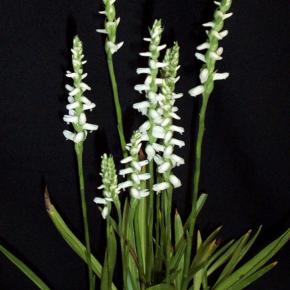 Orchidée vivace Spiranthes Chadds Ford - Pépinière La Forêt