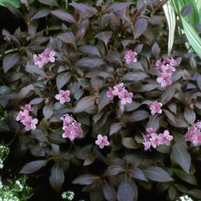 Weigela x Elvera ® - Pépinière La Forêt