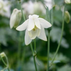 Aquilegia flabellata var Pumila Alba - Pépinière La Forêt