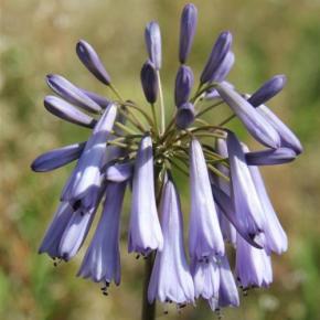 Agapanthus Cascade Crystal ® - Pépinière La Forêt