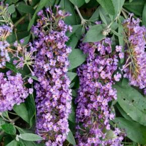 Buddleja Dreaming Lavender ® - Pépinière La Forêt